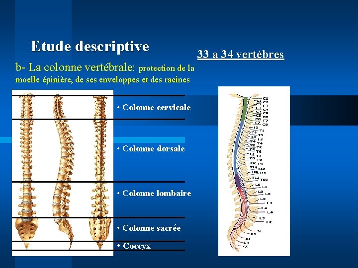 Etude descriptive b- La colonne vertébrale: protection de la moelle épinière, de ses enveloppes