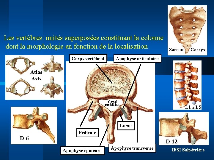 Les vertèbres: unités superposées constituant la colonne dont la morphologie en fonction de la