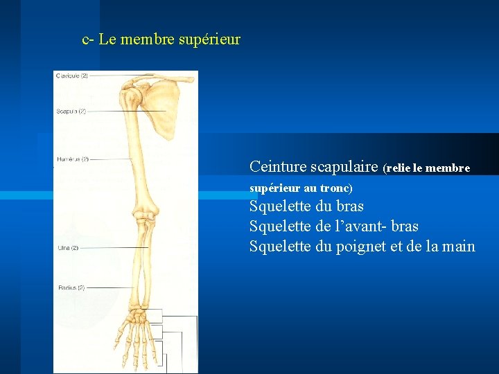 c- Le membre supérieur Ceinture scapulaire (relie le membre supérieur au tronc) Squelette du