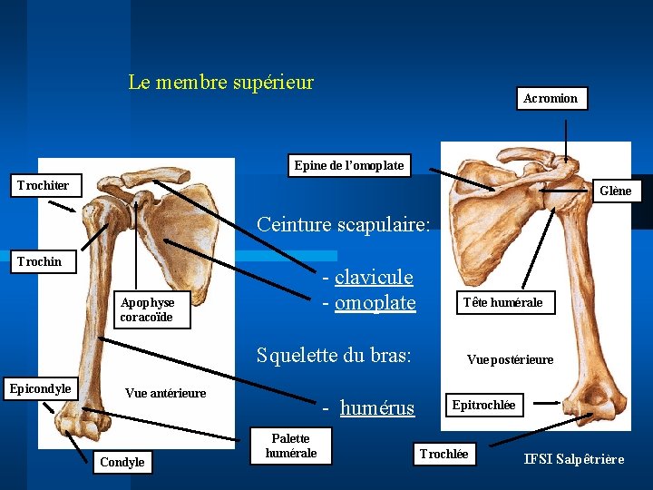 Le membre supérieur Acromion Epine de l’omoplate Trochiter Glène Ceinture scapulaire: Trochin - clavicule