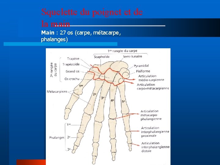 Squelette du poignet et de la main Main : 27 os (carpe, métacarpe, phalanges)