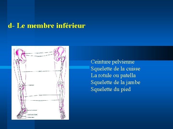 d- Le membre inférieur Ceinture pelvienne Squelette de la cuisse La rotule ou patella