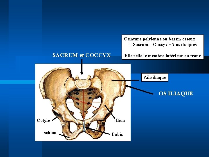 Ceinture pelvienne ou bassin osseux = Sacrum – Coccyx + 2 os iliaques SACRUM