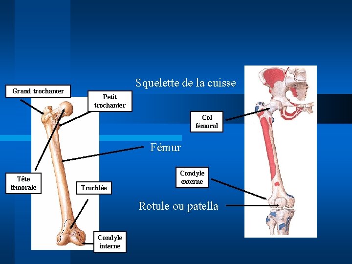 Grand trochanter Squelette de la cuisse Petit trochanter Col fémoral Fémur Tête fémorale Trochlée