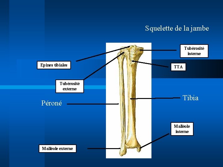 Squelette de la jambe Tubérosité interne Epines tibiales TTA Tubérosité externe Péroné Tibia Malléole