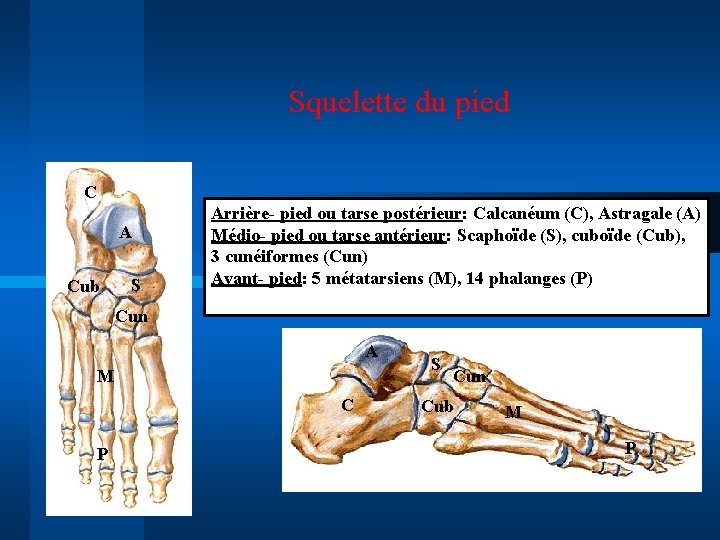 Squelette du pied C A Cub S Arrière- pied ou tarse postérieur: Calcanéum (C),