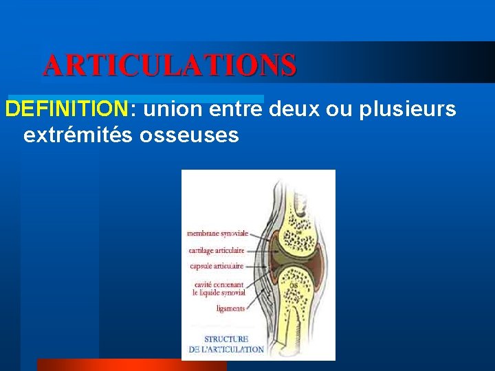 ARTICULATIONS DEFINITION: union entre deux ou plusieurs extrémités osseuses 