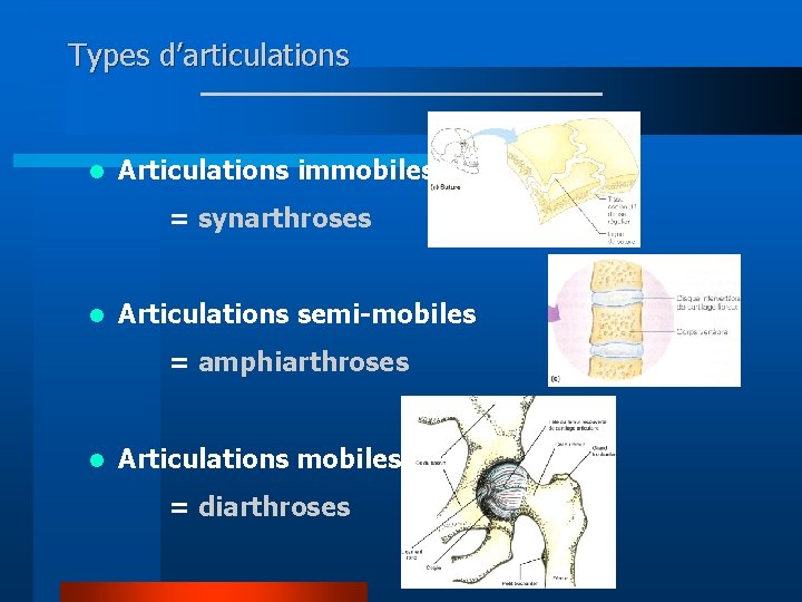 Types d’articulations l Articulations immobiles = synarthroses l Articulations semi-mobiles = amphiarthroses l Articulations