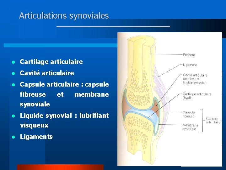 Articulations synoviales l Cartilage articulaire l Cavité articulaire l Capsule articulaire : capsule fibreuse