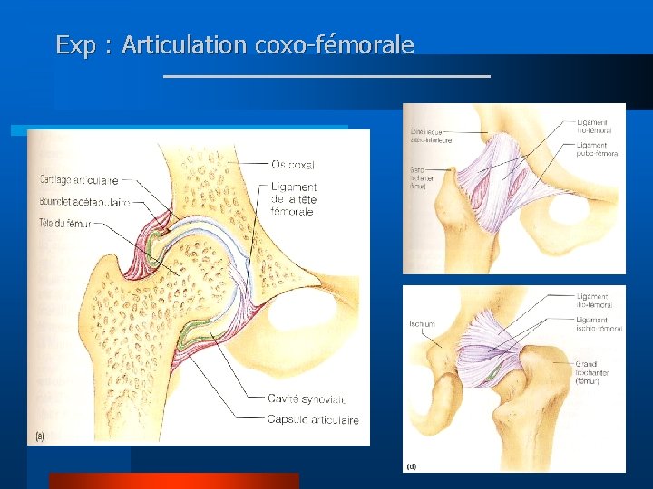 Exp : Articulation coxo-fémorale 