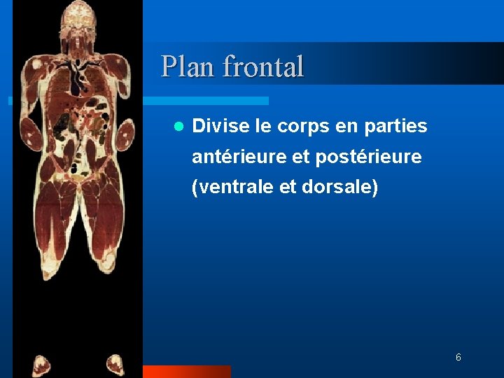 Plan frontal l Divise le corps en parties antérieure et postérieure (ventrale et dorsale)