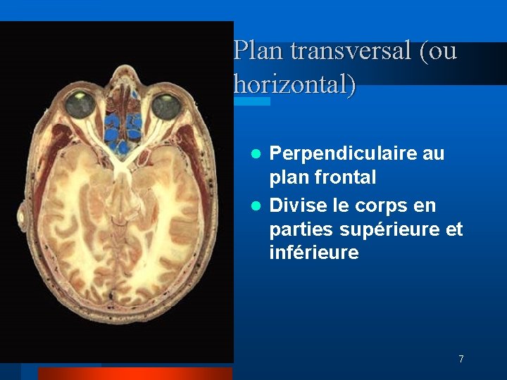 Plan transversal (ou horizontal) Perpendiculaire au plan frontal l Divise le corps en parties