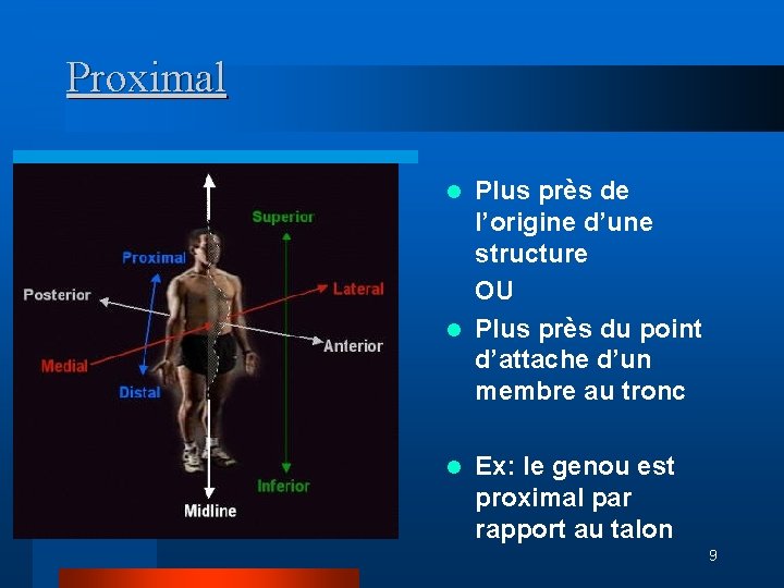 Proximal Plus près de l’origine d’une structure OU l Plus près du point d’attache