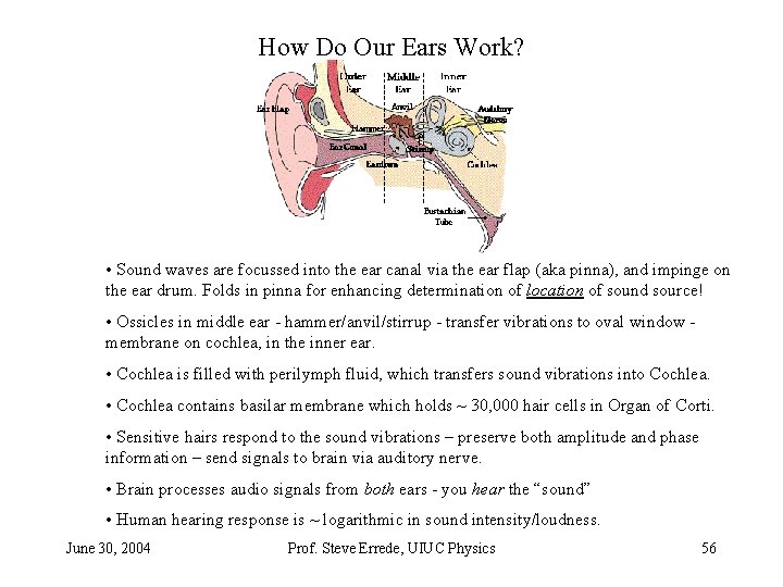 How Do Our Ears Work? • Sound waves are focussed into the ear canal How Do Our Ears Work? • Sound waves are focussed into the ear canal