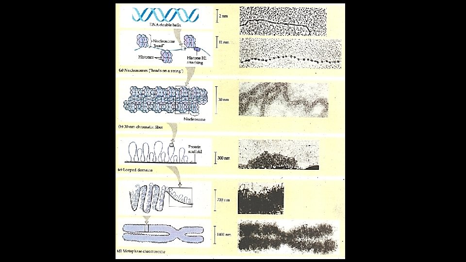 Genetic materials 1 DNA 2 RNA DNA Structure