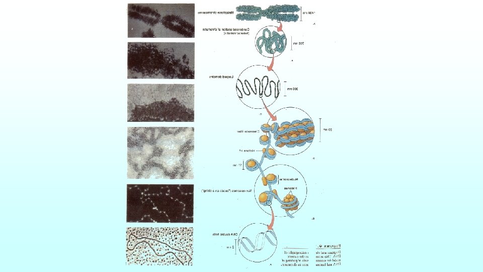 Genetic materials 1 DNA 2 RNA DNA Structure