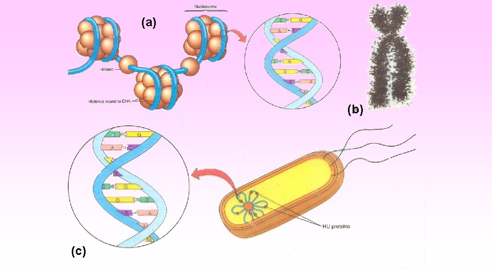 Genetic materials 1 DNA 2 RNA DNA Structure