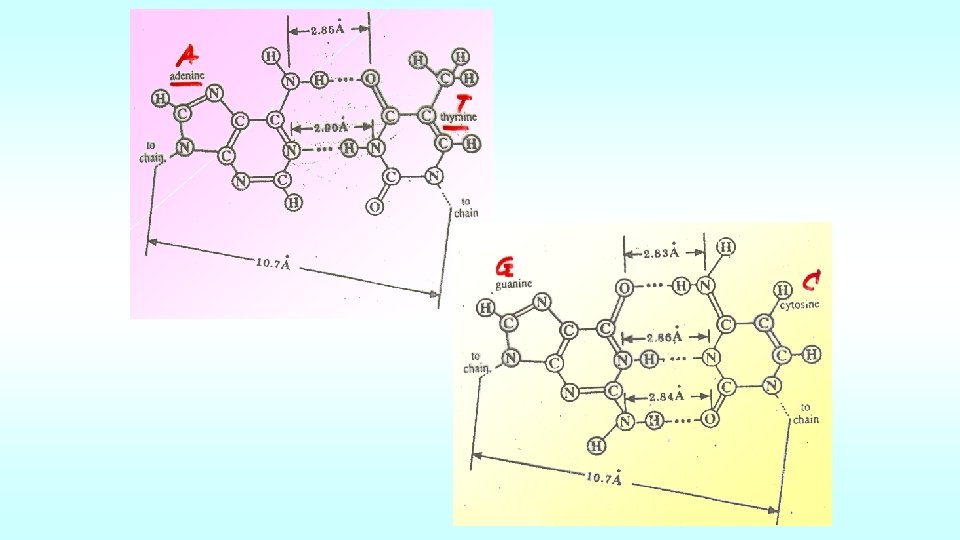 Genetic materials 1 DNA 2 RNA DNA Structure