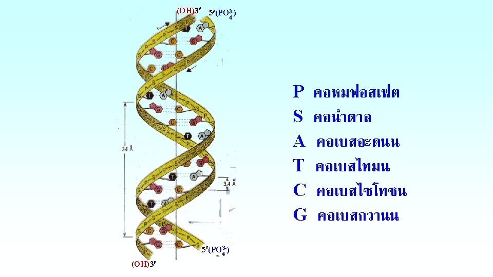 Genetic materials 1 DNA 2 RNA DNA Structure