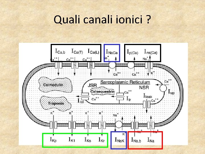 Quali canali ionici ? 