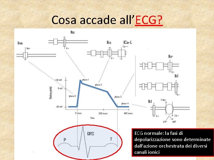 Cosa accade all’ECG? ECG normale: la fasi di depolarizzazione sono determinate dall’azione orchestrata dei