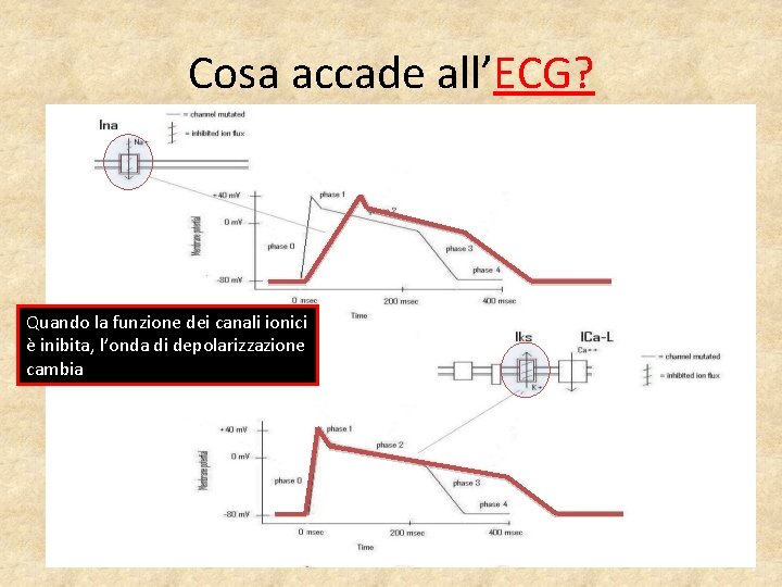 Cosa accade all’ECG? Quando la funzione dei canali ionici è inibita, l’onda di depolarizzazione