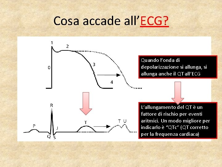 Cosa accade all’ECG? Quando l’onda di depolarizzazione si allunga, si allunga anche il QT