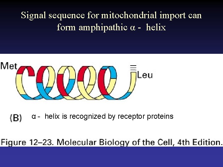 Signal sequence for mitochondrial import can form amphipathic α - helix is recognized by