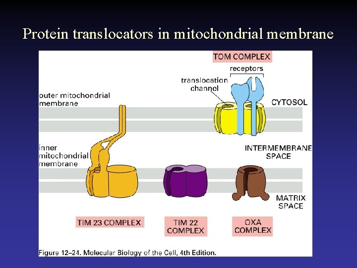 Protein translocators in mitochondrial membrane 