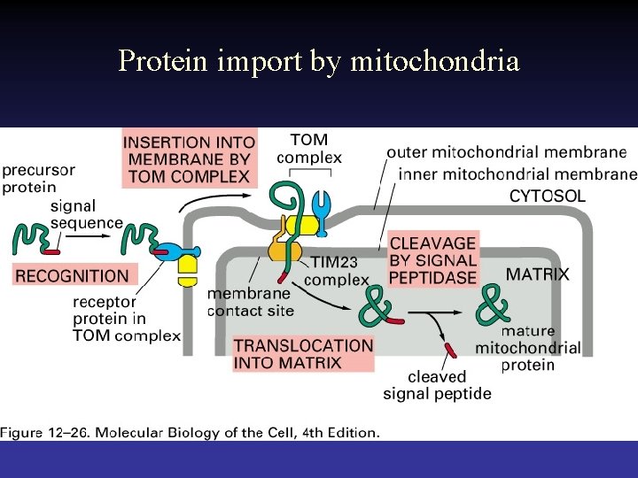 Protein import by mitochondria 