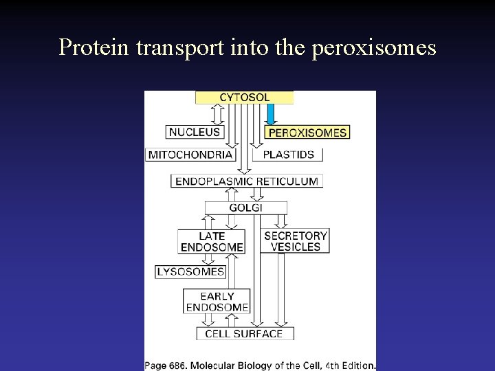Protein transport into the peroxisomes 