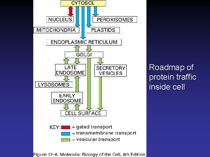Roadmap of protein traffic inside cell 