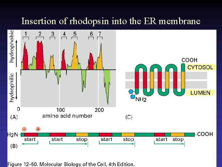 Insertion of rhodopsin into the ER membrane 