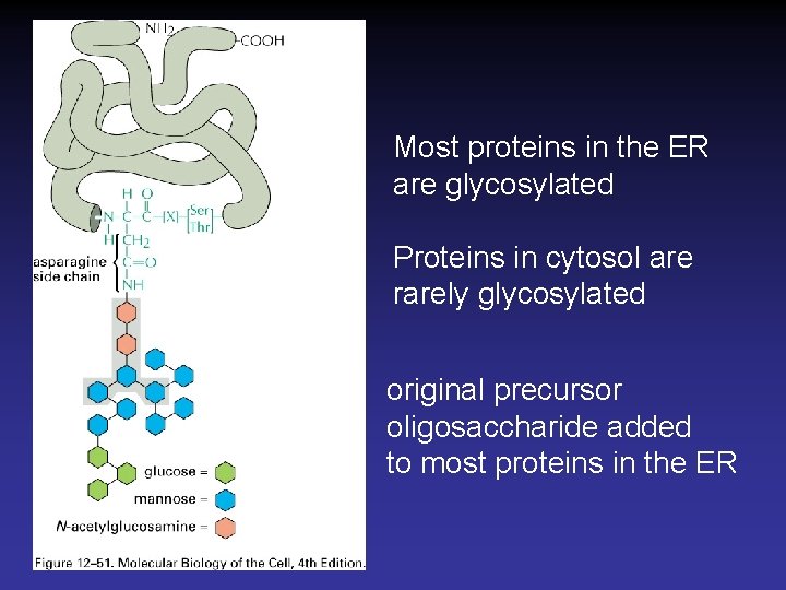 Most proteins in the ER are glycosylated Proteins in cytosol are rarely glycosylated original
