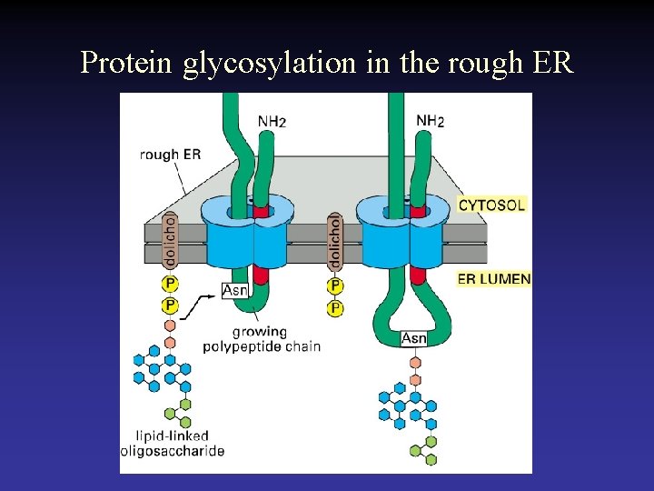 Protein glycosylation in the rough ER 