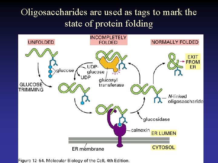 Oligosaccharides are used as tags to mark the state of protein folding 