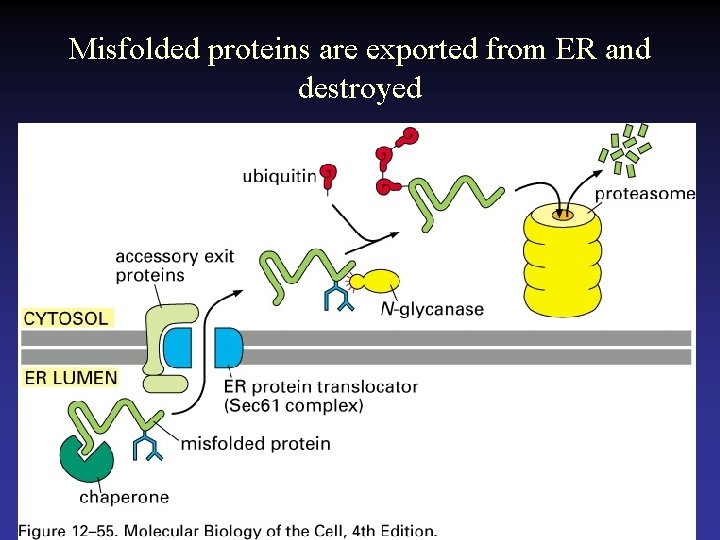 Misfolded proteins are exported from ER and destroyed 
