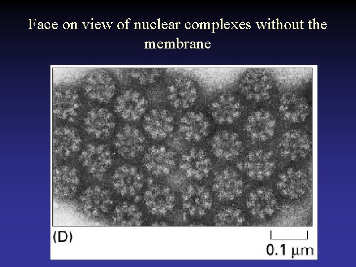 Face on view of nuclear complexes without the membrane 