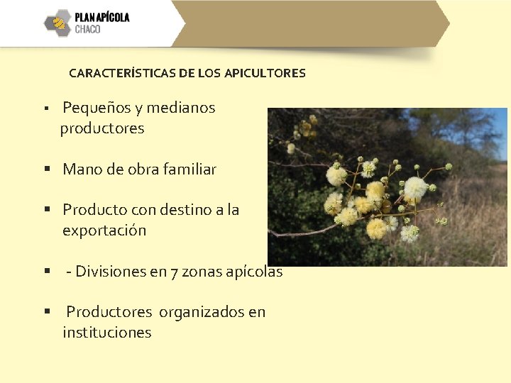 CARACTERÍSTICAS DE LOS APICULTORES § Pequeños y medianos productores § Mano de obra familiar