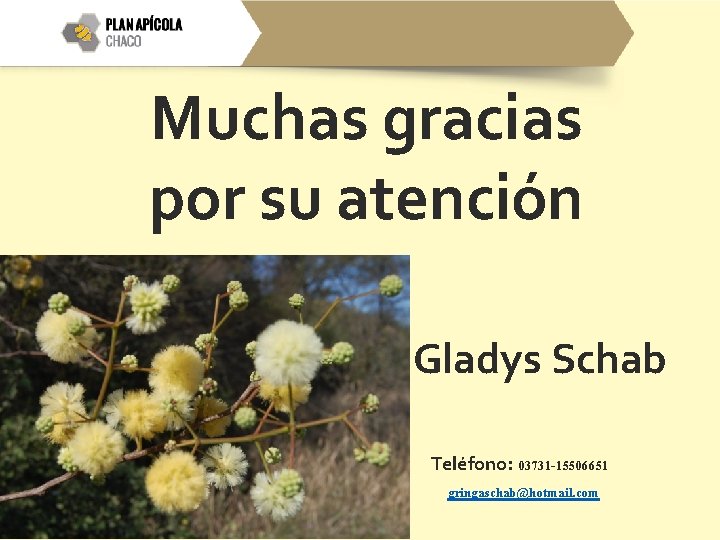 Muchas gracias por su atención Gladys Schab Teléfono: 03731 -15506651 gringaschab@hotmail. com 