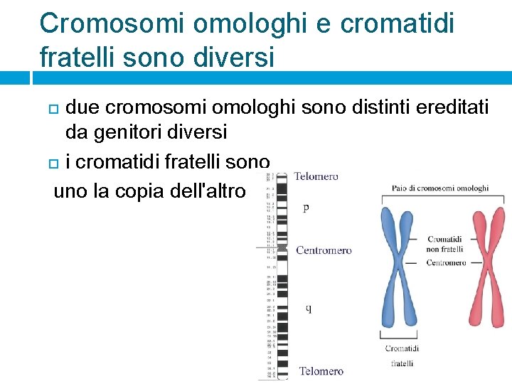 Cromosomi omologhi e cromatidi fratelli sono diversi due cromosomi omologhi sono distinti ereditati da