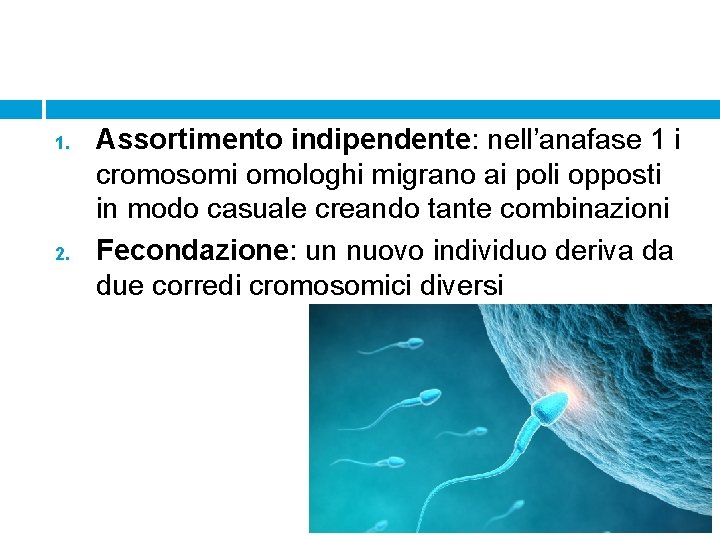 1. 2. Assortimento indipendente: nell’anafase 1 i cromosomi omologhi migrano ai poli opposti in