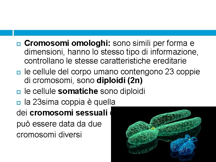 Cromosomi omologhi: sono simili per forma e dimensioni, hanno lo stesso tipo di informazione,