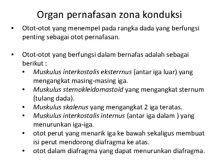 Organ pernafasan zona konduksi • Otot-otot yang menempel pada rangka dada yang berfungsi penting