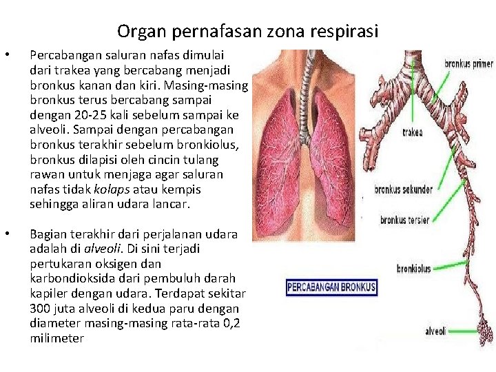 Organ pernafasan zona respirasi • Percabangan saluran nafas dimulai dari trakea yang bercabang menjadi