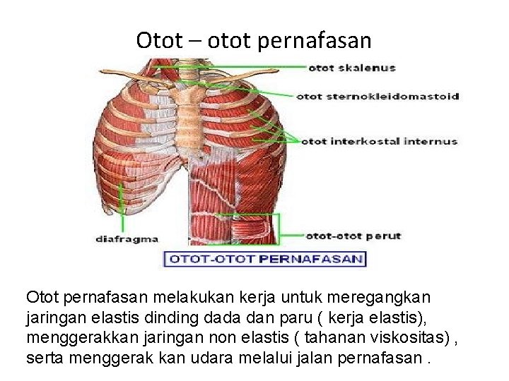 Otot – otot pernafasan Otot pernafasan melakukan kerja untuk meregangkan jaringan elastis dinding dada