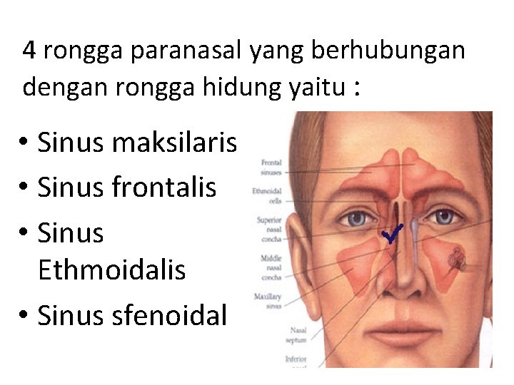 4 rongga paranasal yang berhubungan dengan rongga hidung yaitu : • Sinus maksilaris •