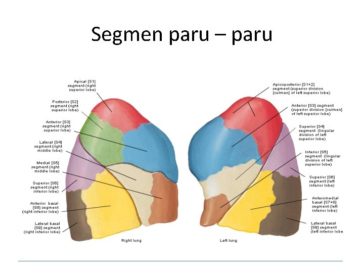 Segmen paru – paru 