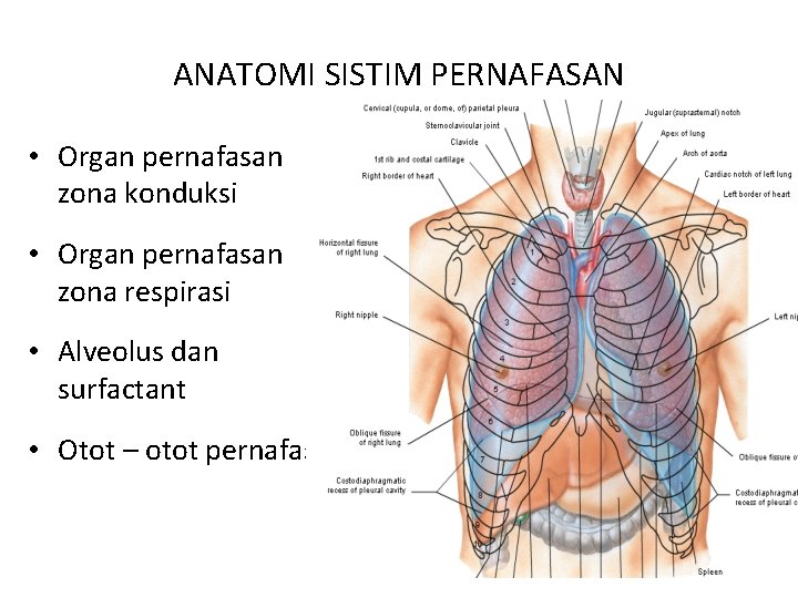 ANATOMI SISTIM PERNAFASAN • Organ pernafasan zona konduksi • Organ pernafasan zona respirasi •