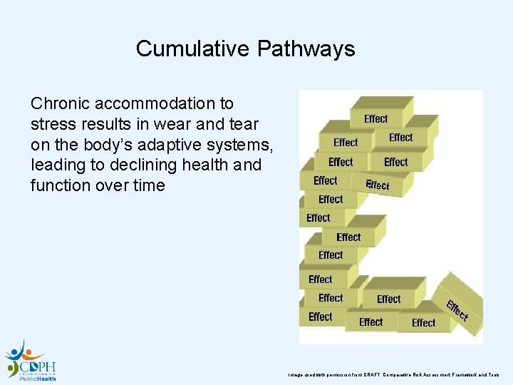 Cumulative Pathways Chronic accommodation to stress results in wear and tear on the body’s